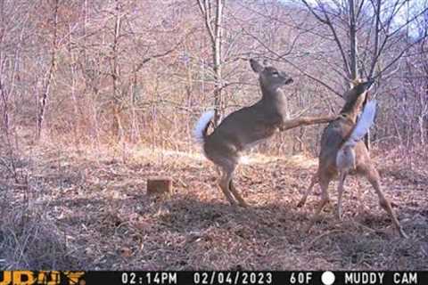 Checking A Trail camera! (Big bucks)