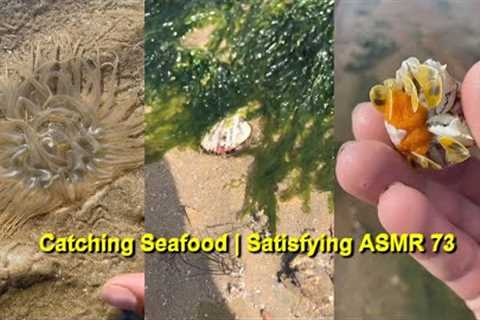 Catching Seafood 🐠🦀 Fish, Clam, Octopus, Crab, Shrimp (Fishing Videos) Satisfying ASMR🎣 #vlog73