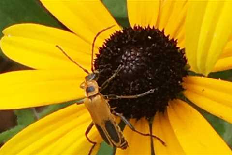 Wondercide Flea & Tick Spray will kill all pests in your yard