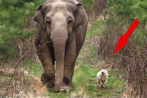 This story of an unusual friendship between an elephant and a dog could be an inspiration for anyone