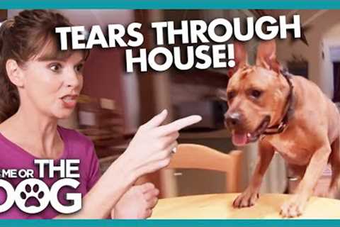 OUT OF CONTROL Dog Tears Through House | It's Me or The Dog