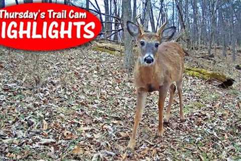 Late Winter BUCKS! Skunk Breeding Season, Bobcat: Thursday's Trail Cam Highlights: 3.16.23