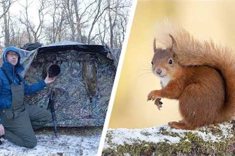 Wildlife Photography Tips - Red Squirrels in the Snow (Canon R6 &amp; Canon EF 500mm f/4 Lens)