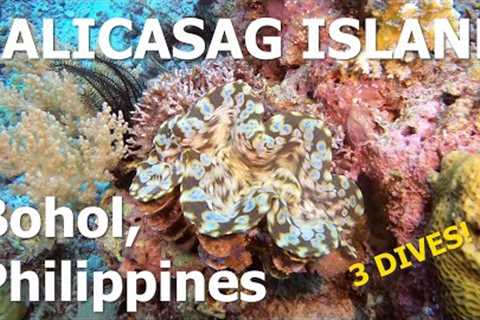 Scuba Diving in Balicasag Island, Bohol, Philippines
