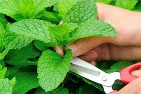 How to grow mint with cutting complete guide| Podina lganay ka asaan tareeka| Explore your hobbies!