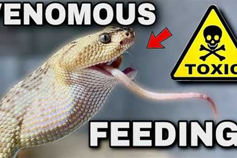 Feeding Deadly VENOMOUS Snakes!