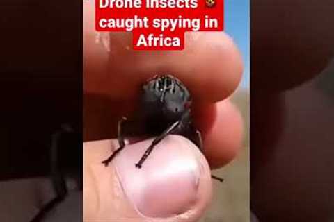 Drone insects caught spying in Africa. Is it true?#shorts