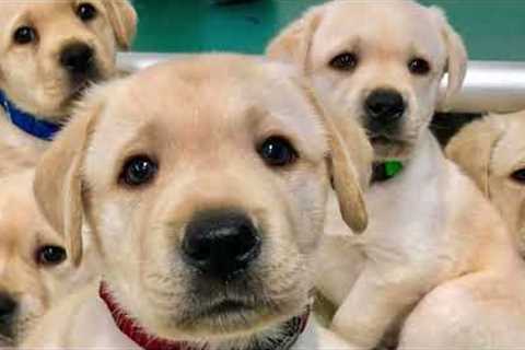 12 Very Useful Dog Training Tips