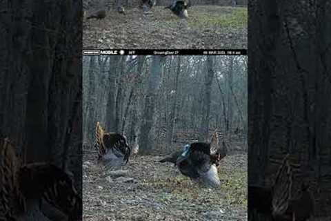 See What We Captured on Our Trail Camera! - Wild Turkey Breeding
