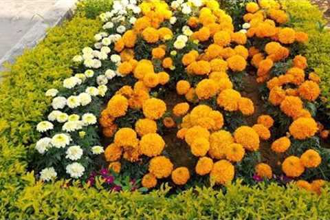 Flower Garden Tour 2023 /Winter Flowers Gardening/Winter Flowering Plants