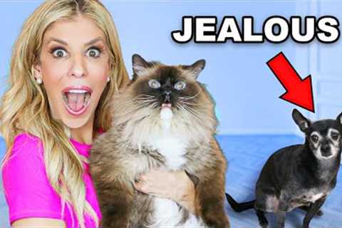 We Adopted a Cat To Make Our Dogs Jealous