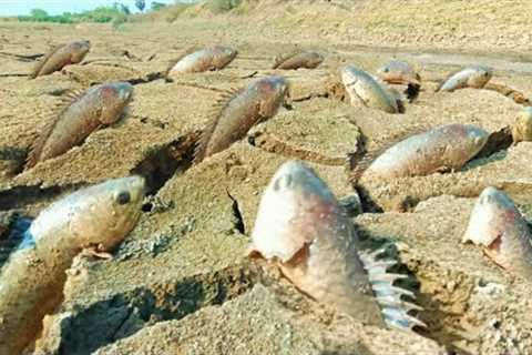 amazing fishing a fisherman skill catch fish a lots in canal when dry water by best hand