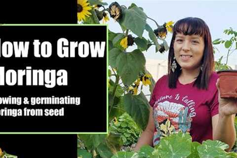 How to germinate moringa seeds - get faster germination #moringa #gardening #superfood #homegrown