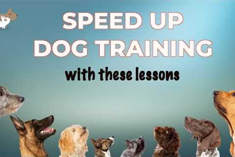 10 dog training lessons you can do on EVERY WALK