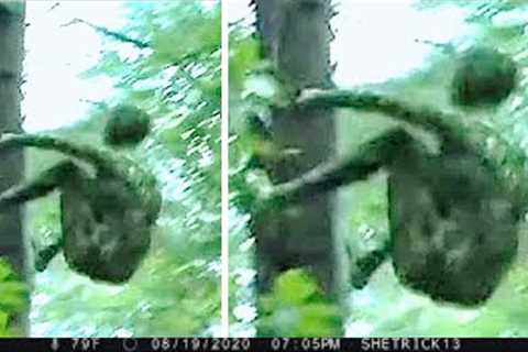 These Trail Cam Footages SHOCKED The World!