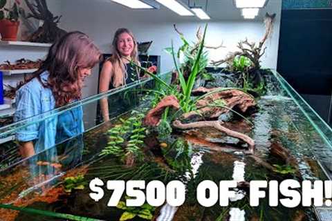 Adding $7500 worth of fish into a Sloped River Tank!
