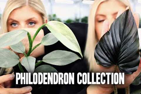 My Philodendron Collection! | Part 1
