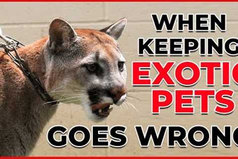 Part 2 - Exotic Pet Attacks – Pets attack Owners