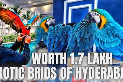 BEST BLUE GOLD MACAW- EXOTIC PETS IN HYDERABAD- PET MARKET IN HYDERABAD- BOLEVIAN BLUE GOLD MACAW.
