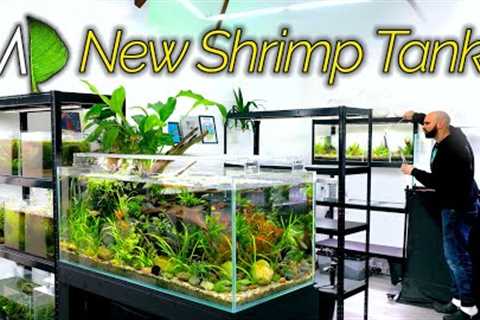 Building 4x Ecosystem Tanks for 4 Different Shrimp (MD Fish Tanks Studio Build)