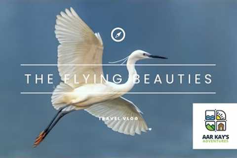 The Flying Beauties | Bird Photography | Exciting World of Sky Machines | A look at their lives