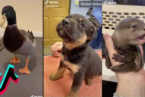 The Cutest Animals on Tik Tok! Funny Animals + Exotic Pets
