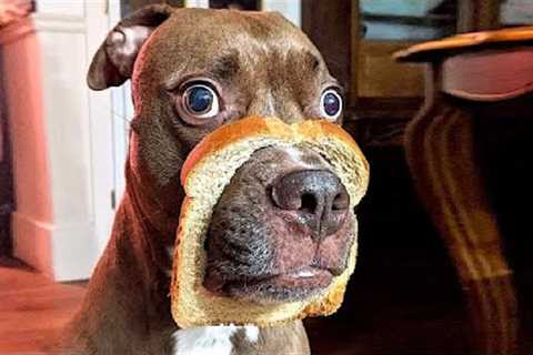 Funny Pets That Will Change Your Mood For Good