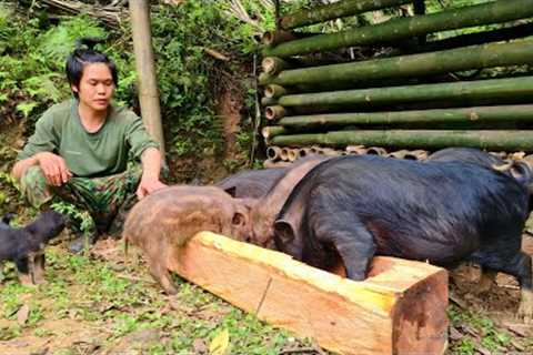 Survival skills, skills to dig mice, get food for wild boars, survive in the forest, survival skills