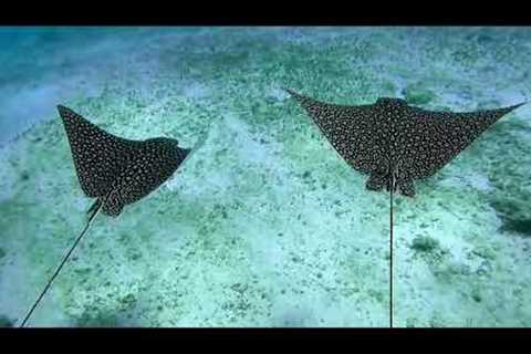Scuba Diving Cozumel 2023