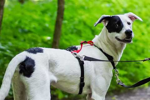 The No-Pull Adjustable Dog Harness Our Editor Doesn't Need