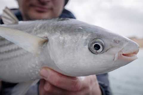 Float Fishing for Thick Lipped Mullet Part 2 - Mullet Talk - Your Questions Answered!
