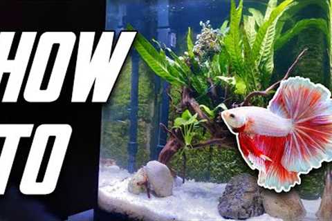 The Betta Fish Tank Guide For Everyone (Set Up, Equipment &amp; More)