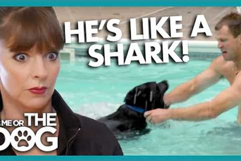 Canine ‘Jaws’ Attacks and Bites Swimmers! | It's Me or The Dog