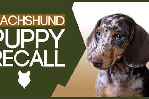 DACHSHUND RECALL TRAINING! How To Train Your Dachshund Puppy Perfect Recall!