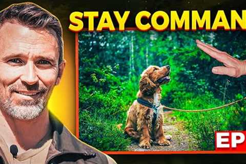 EASILY Teach Your Dog the STAY COMMAND!