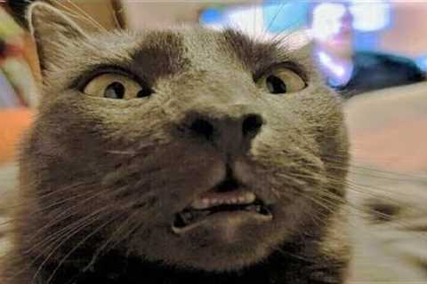 Funny animals - Funny cats / dogs - Funny animal videos 278