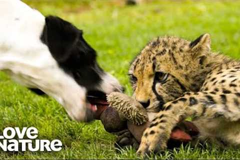 Best UNUSUAL Animal Interspecies Friendships Compilation