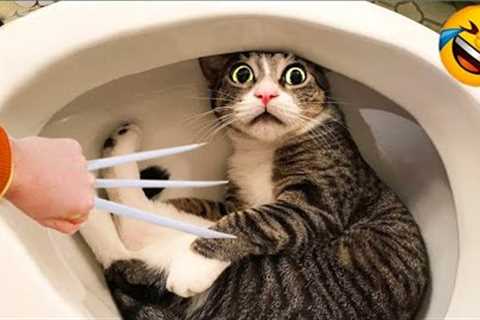 Funniest best Animal videos 2023😂 funny cat 🐈 funny dog 🐕part#=3