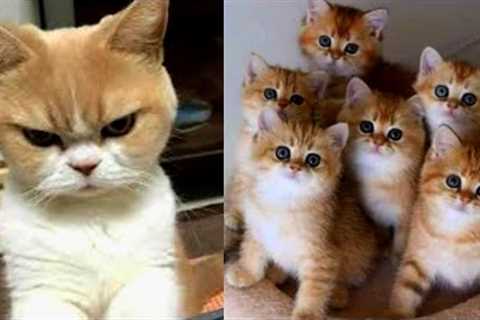 Funny Animals Videos | Funny Cat Videos and Funny Dogs Videos Compilation ▶13