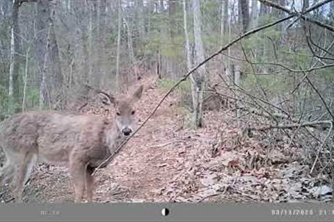 Chainsaw, Three Trail Cameras and a Beautiful Sunset