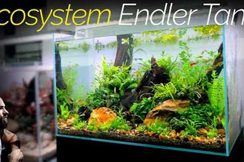 Ecosystem Endler Guppy Aquarium (Aquascape Tutorial)