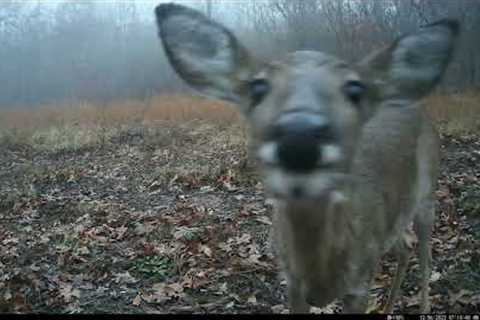 Trail Cam Tuesday - March 21, 2032