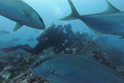 Cocos Island, Costa Rica June 2022 Dive Trip