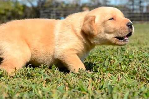 The 5 Easiest Puppy Breeds To Train