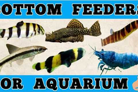 10 Best Bottom Feeders for Freshwater Aquarium || Tank Cleaner Freshwater Fish || Expert Aquarist