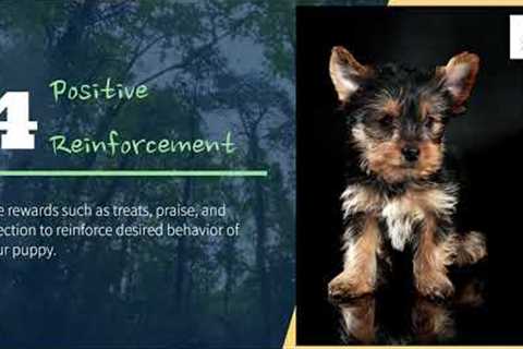 7 Tips For Raising Happy Well Adjusted Puppies