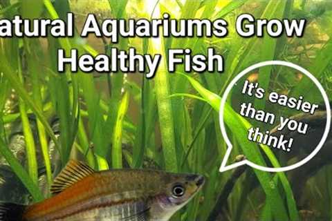 Natural Aquariums for your Fish and Microfauna