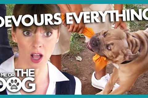 Aggressive Mastiff is The 'PRINCE' of the Home | It's Me or The Dog