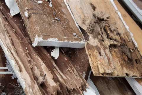 This is the most Termite Infested Town in the Country