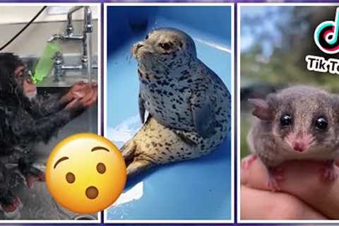 Most Amazing Unusual Pets TikTok Compilation #1🐾 Exotic Pets Viral Video